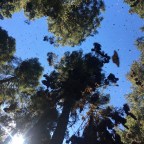 So where’s Fred?! And some photos of our journey in Mexico and Peru