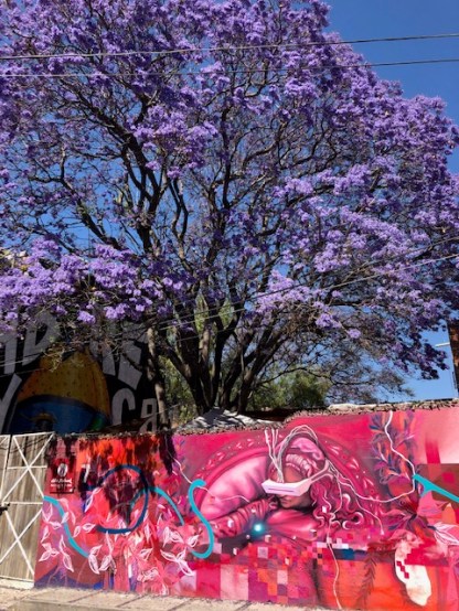 jacaranda bloom